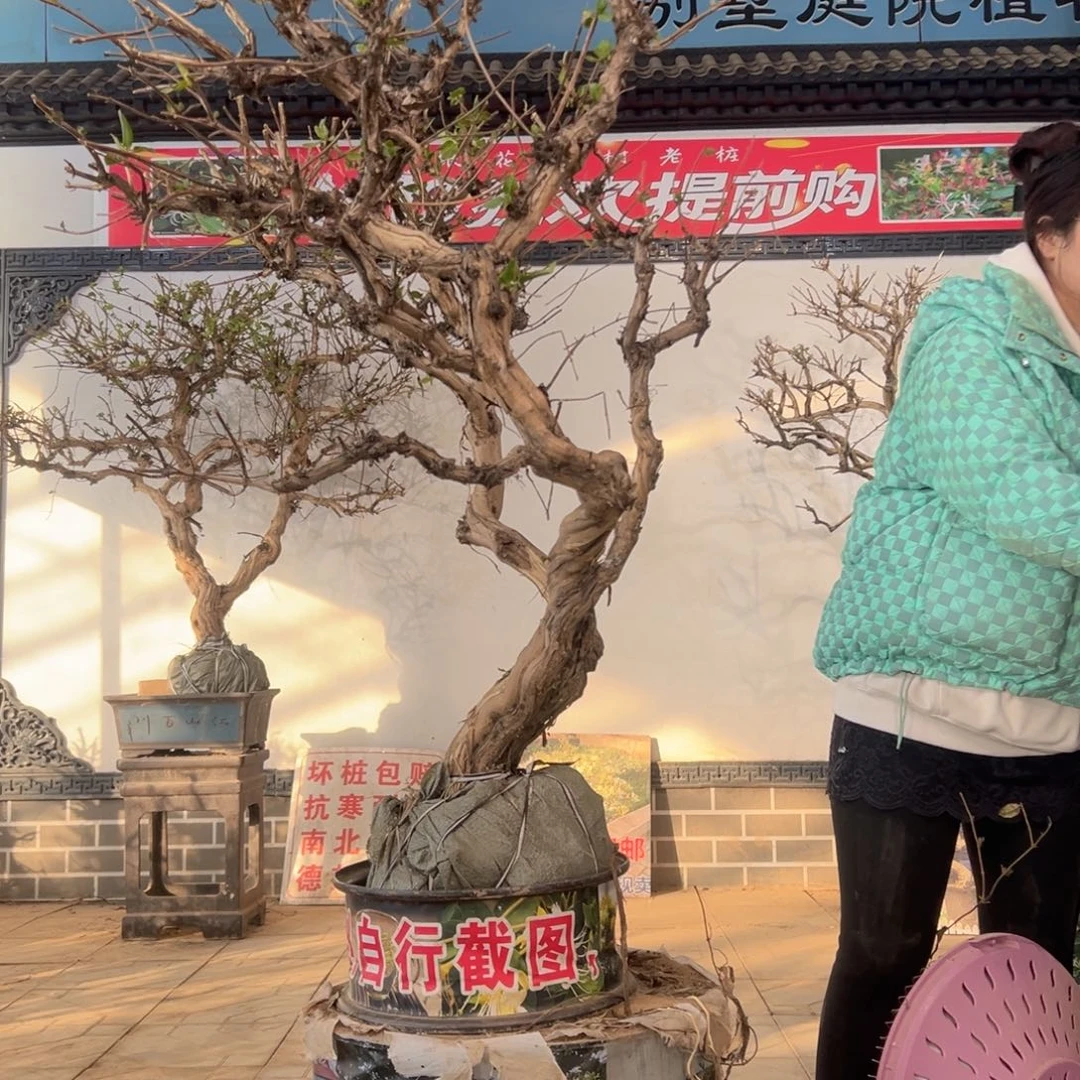 无花朵金银花88888