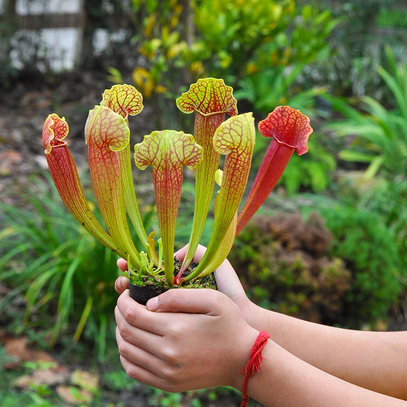 铠甲瓶子草食虫植物直播