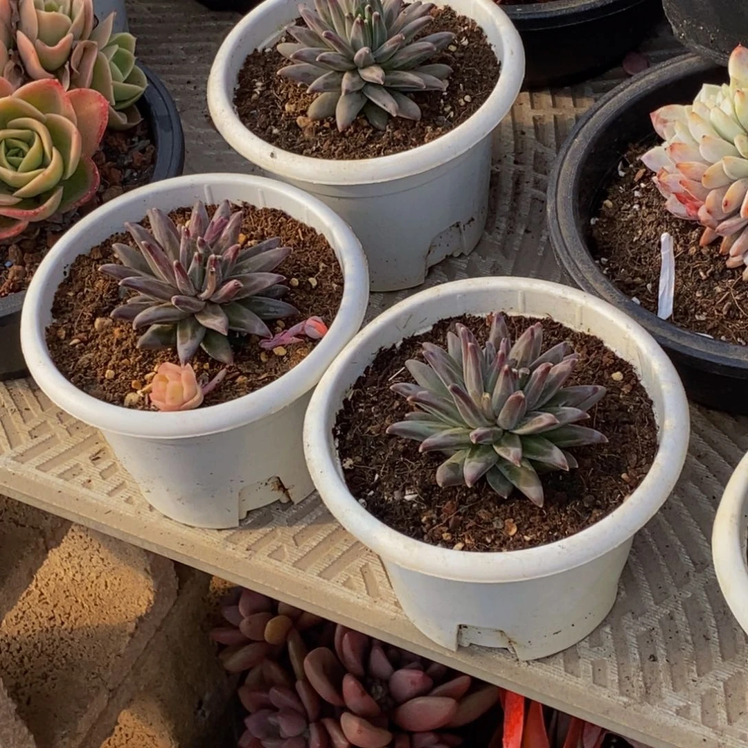 雨*48包邮一物一拍多肉植物