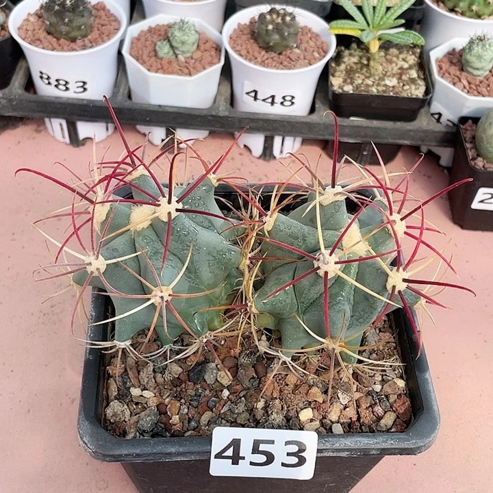 453浮力实生超大姜守玉