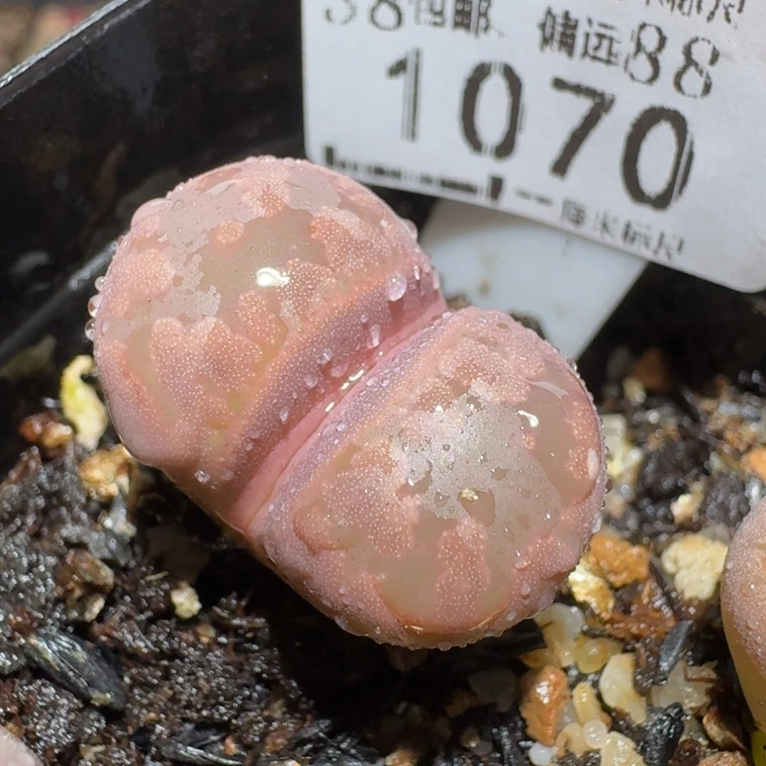 zzzz福利捡漏走起来1070