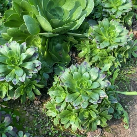 必火量拍多肉植物