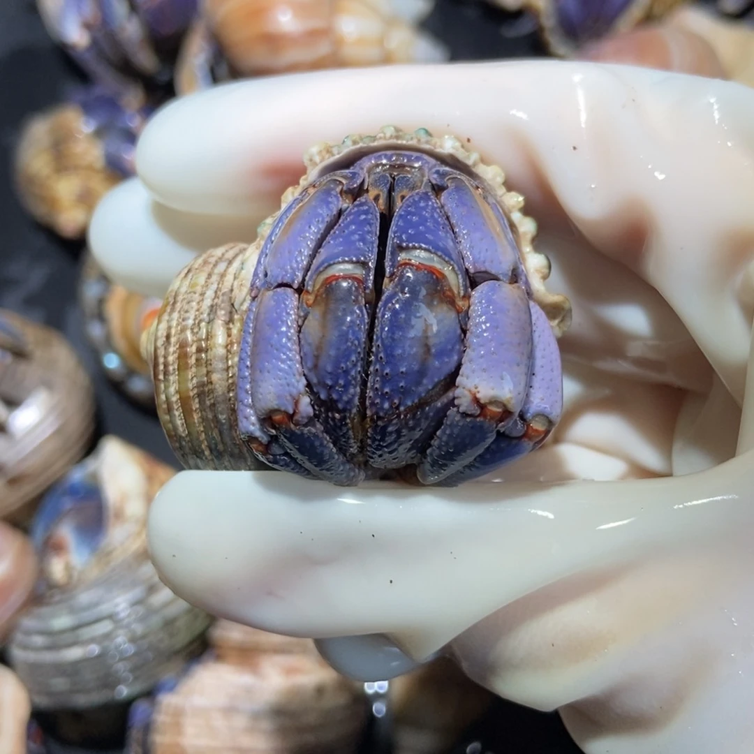 3.1口异色香芋紫色紫陆 不退不换