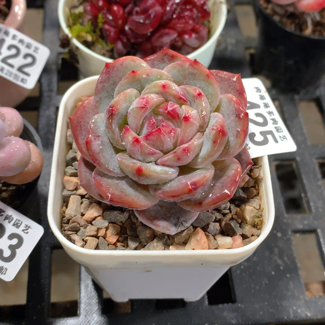 肉萌萌拇指盆精控多肉ZR425