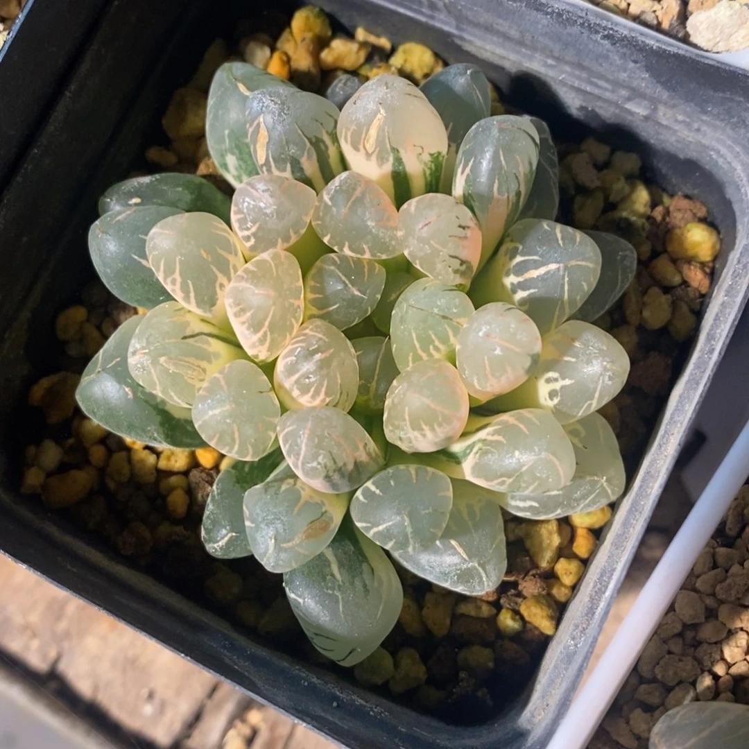 一颗实生糊斑玉露锦 开播福利