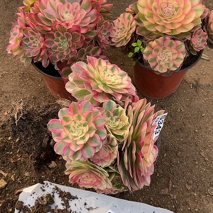 多肉植物套餐344。345。343