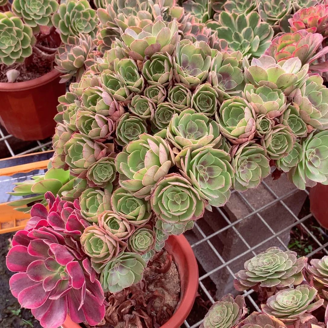 万缀朵朵，多肉植物