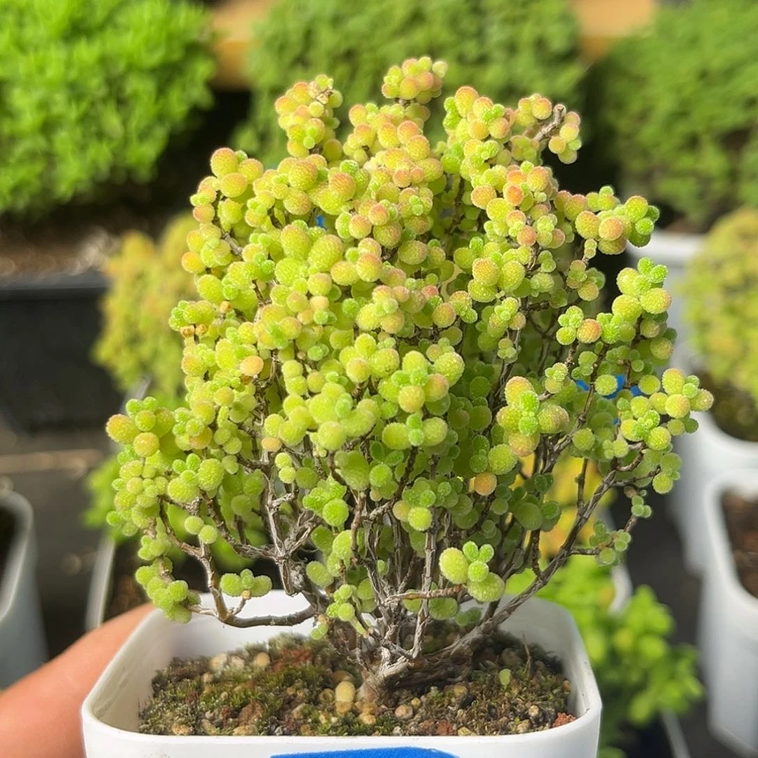 726蜜桔。