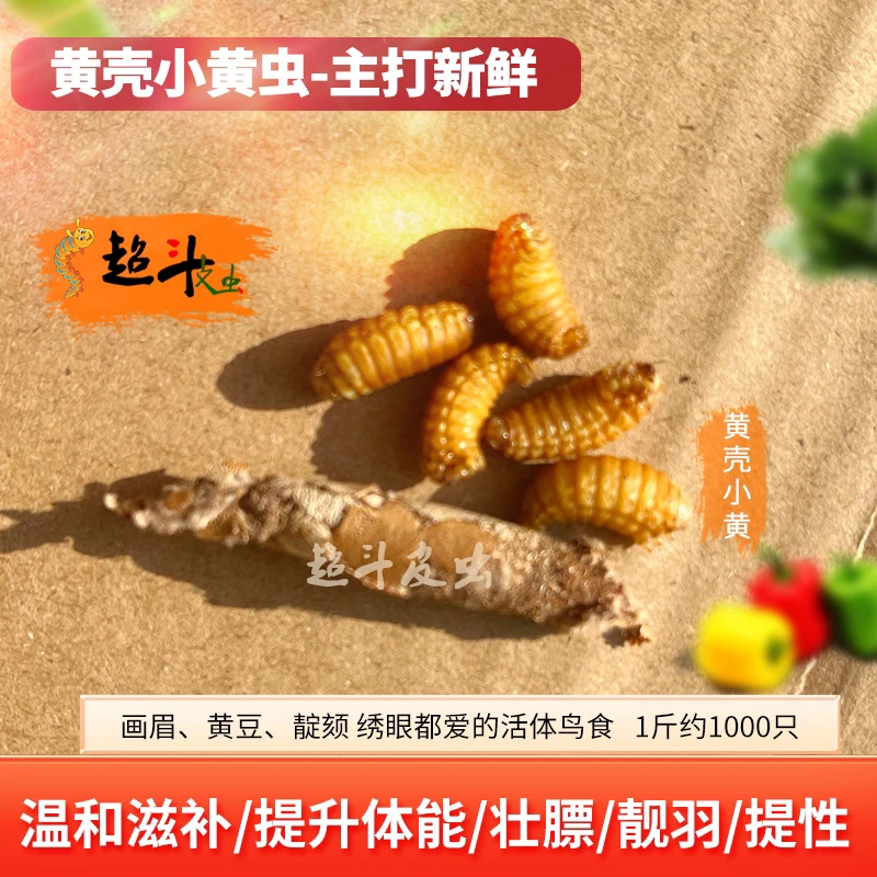 黄壳小黄虫（8/9成黄 ）小黄画眉绣眼鸟食虫