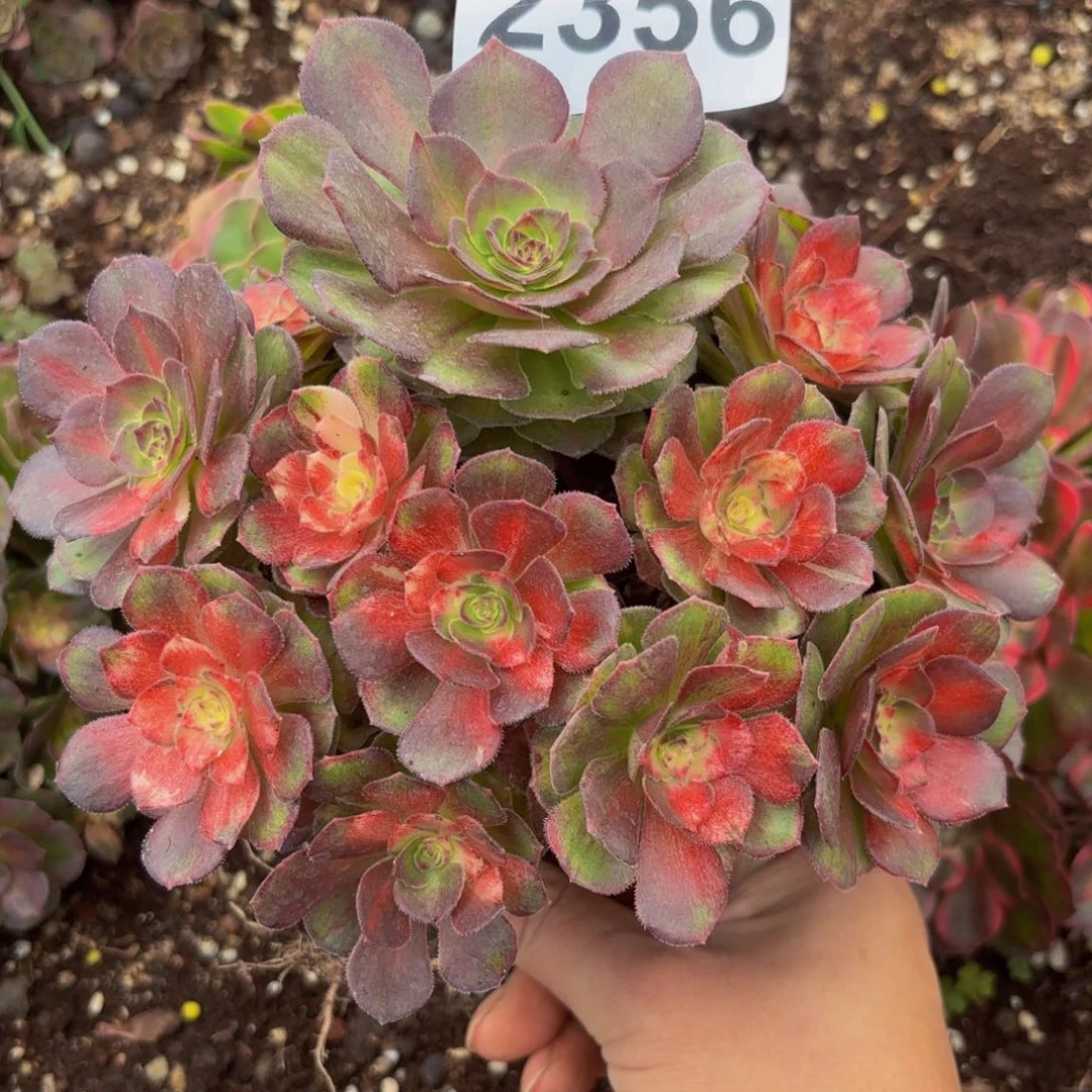 2356多肉植物海王七彩