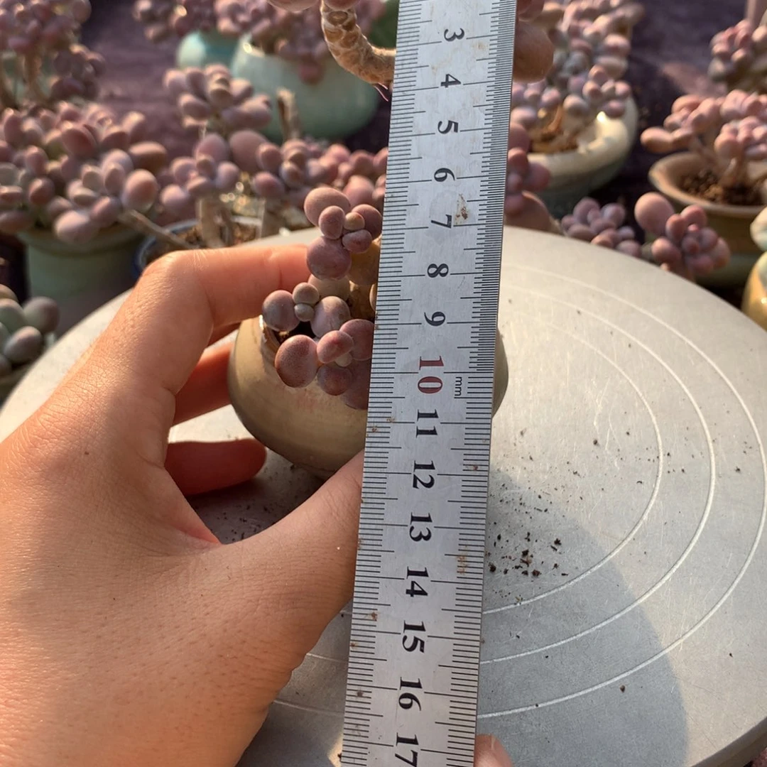 12号带盆偏远地区不包邮的