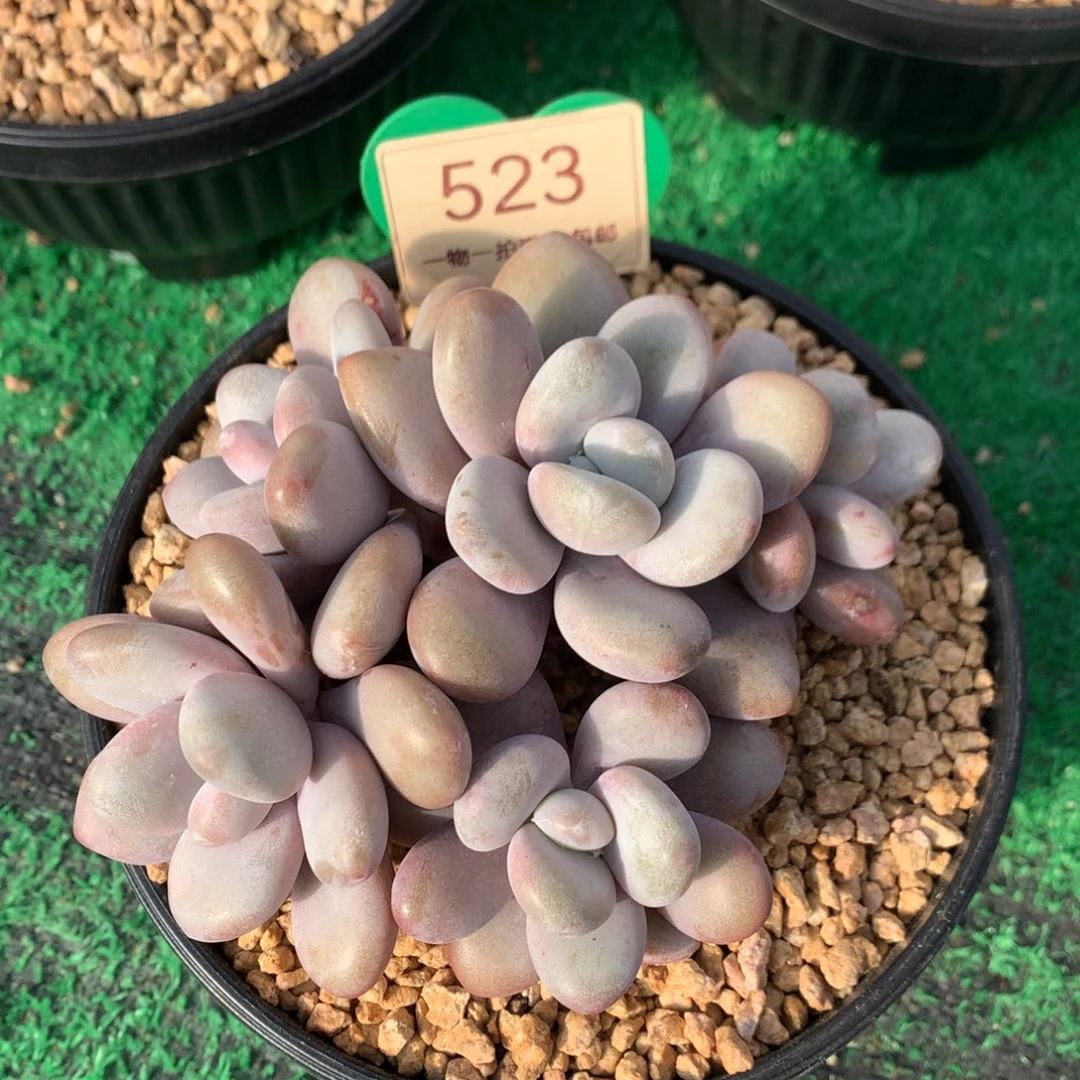 粉桃无砍一物一拍523