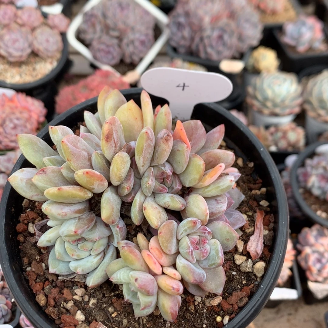 11.8厘米11头胸花小树石榴籽朵朵 4