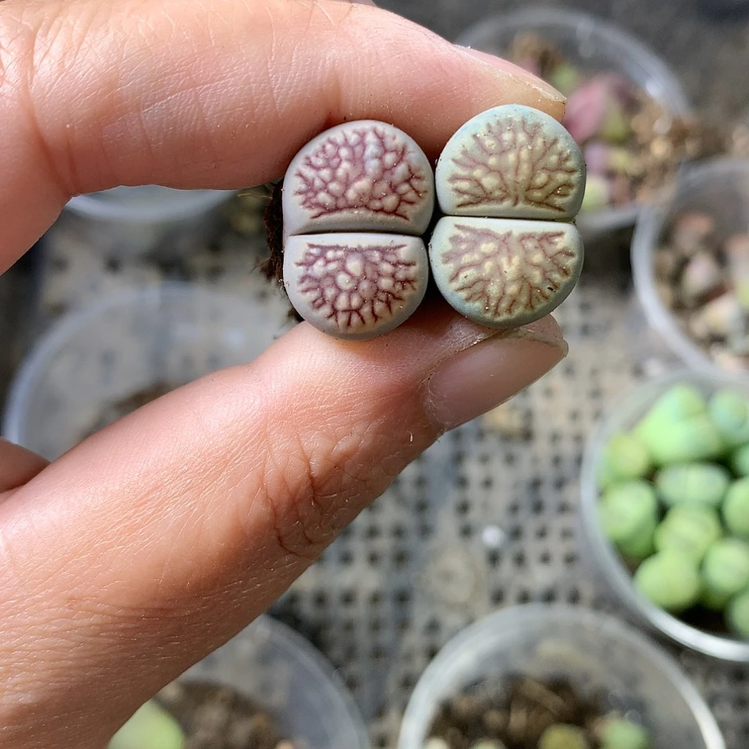K196多肉植物保护