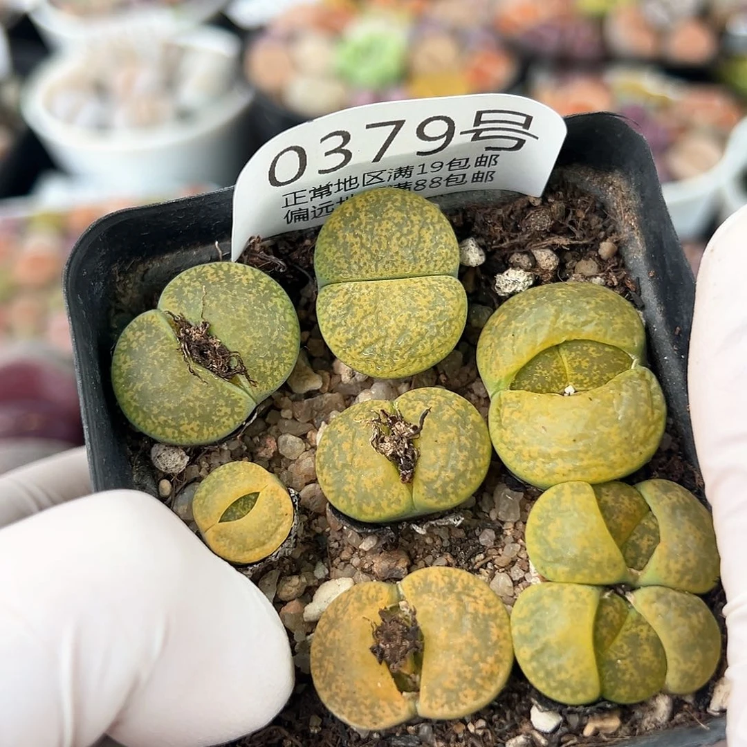 好养易活生石花大母本0379