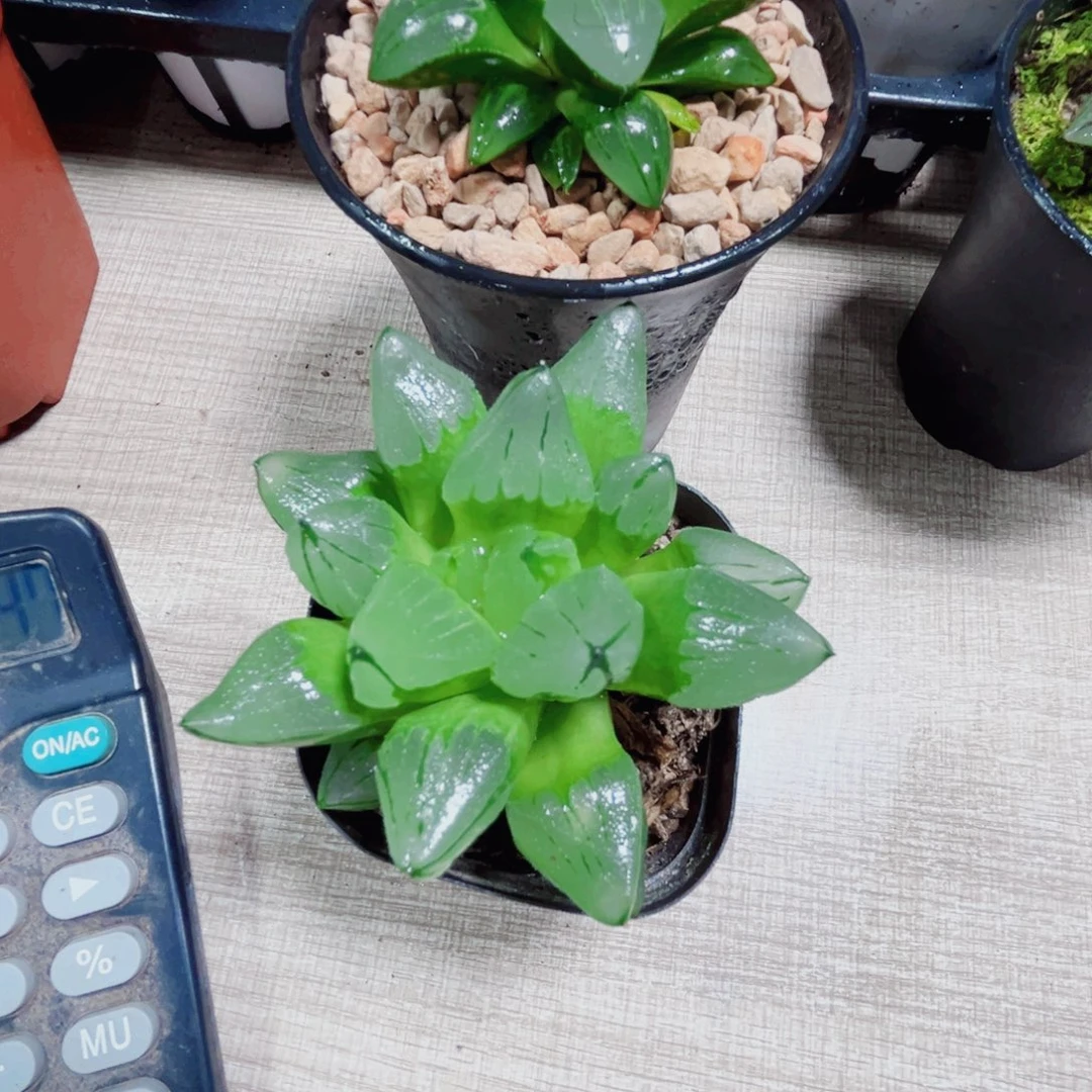 ****翠虎和冰城寿多肉植物