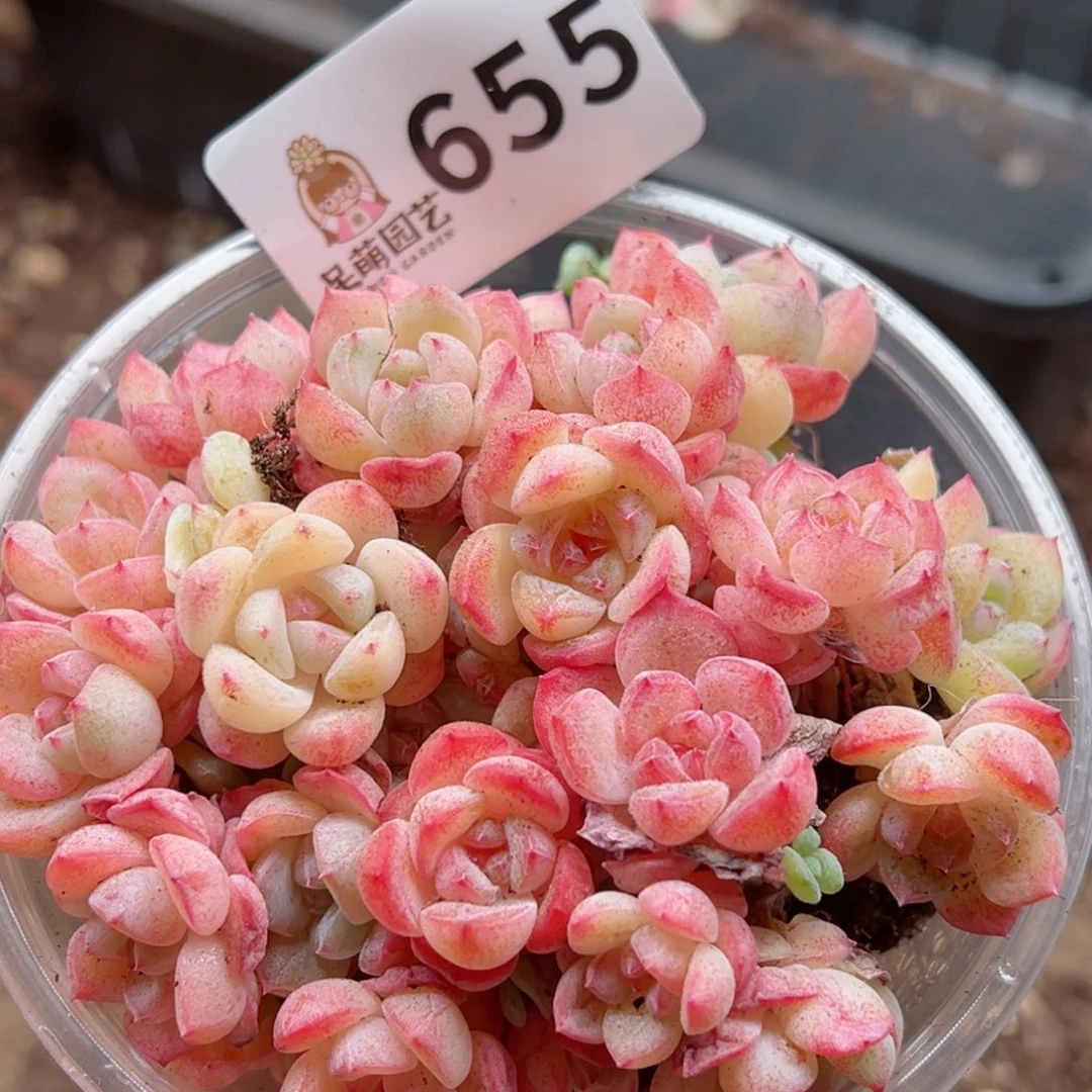 多肉植物多肉植物