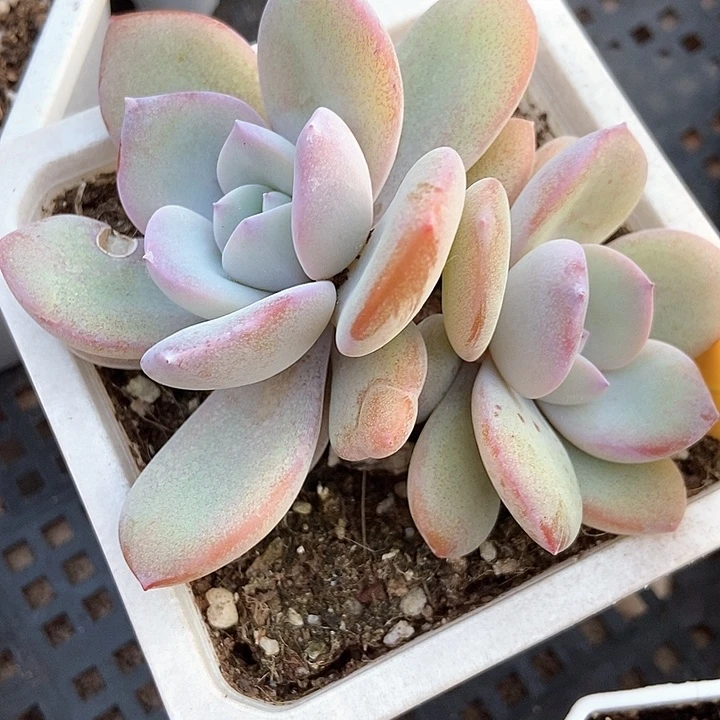 多肉植物韩版奶茶852