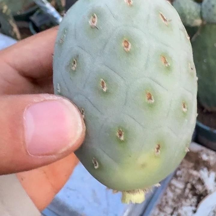 自***色白皮洞洞习志野侧芽一颗