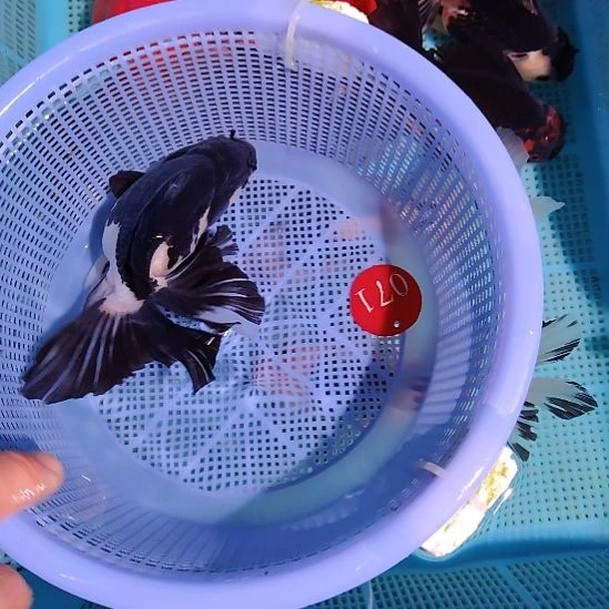 金鱼071黑白巨人百褶泰狮一条特价顺丰包邮