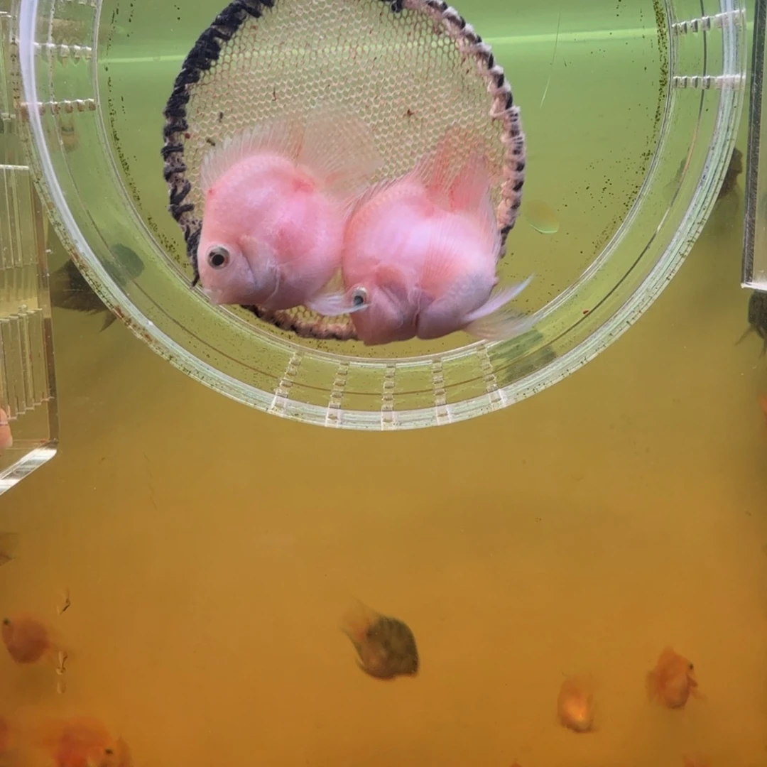 鹦鹉鱼胭脂粉一对好