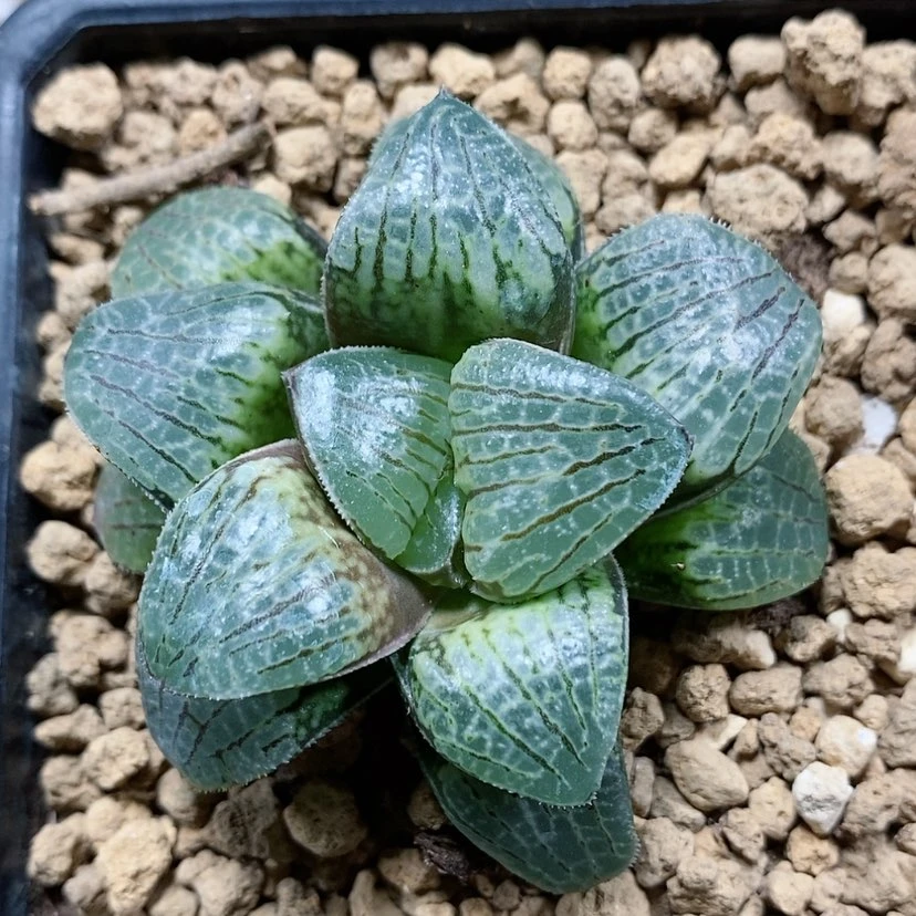 【闪购商品】28实生寿
