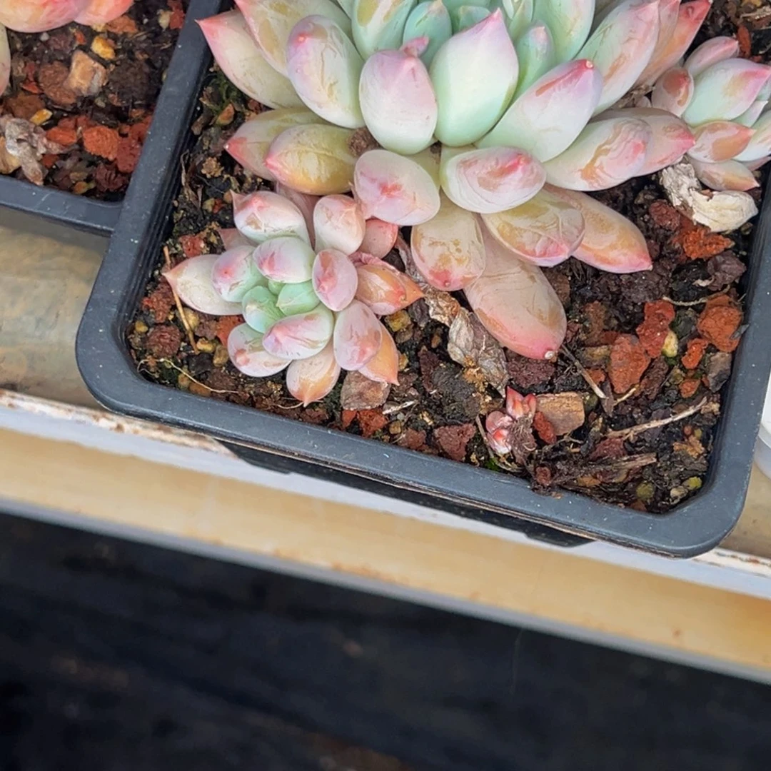 1121号晚上多肉植物群生