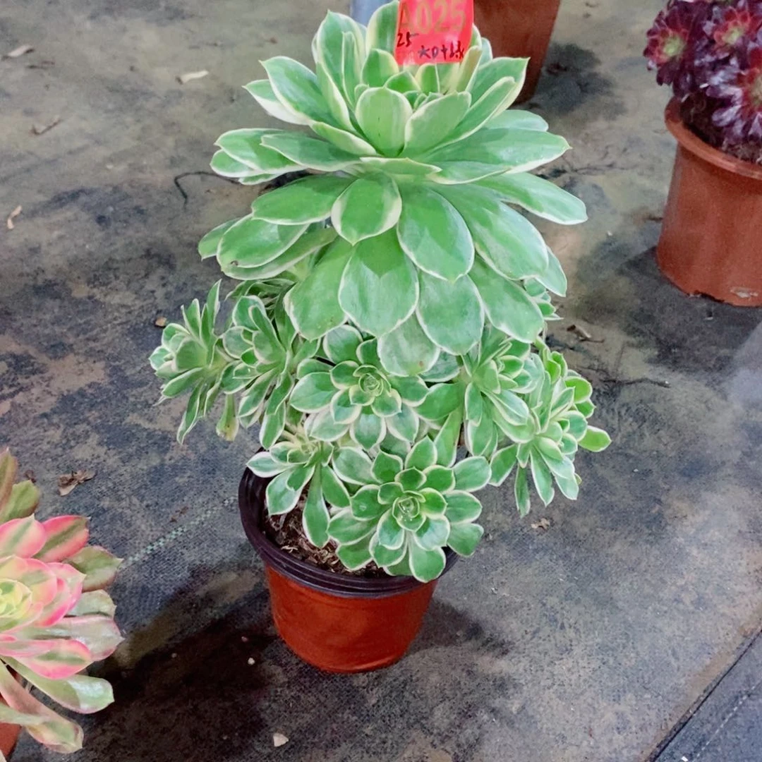 飘*-大叶绿玫瑰025多肉1111