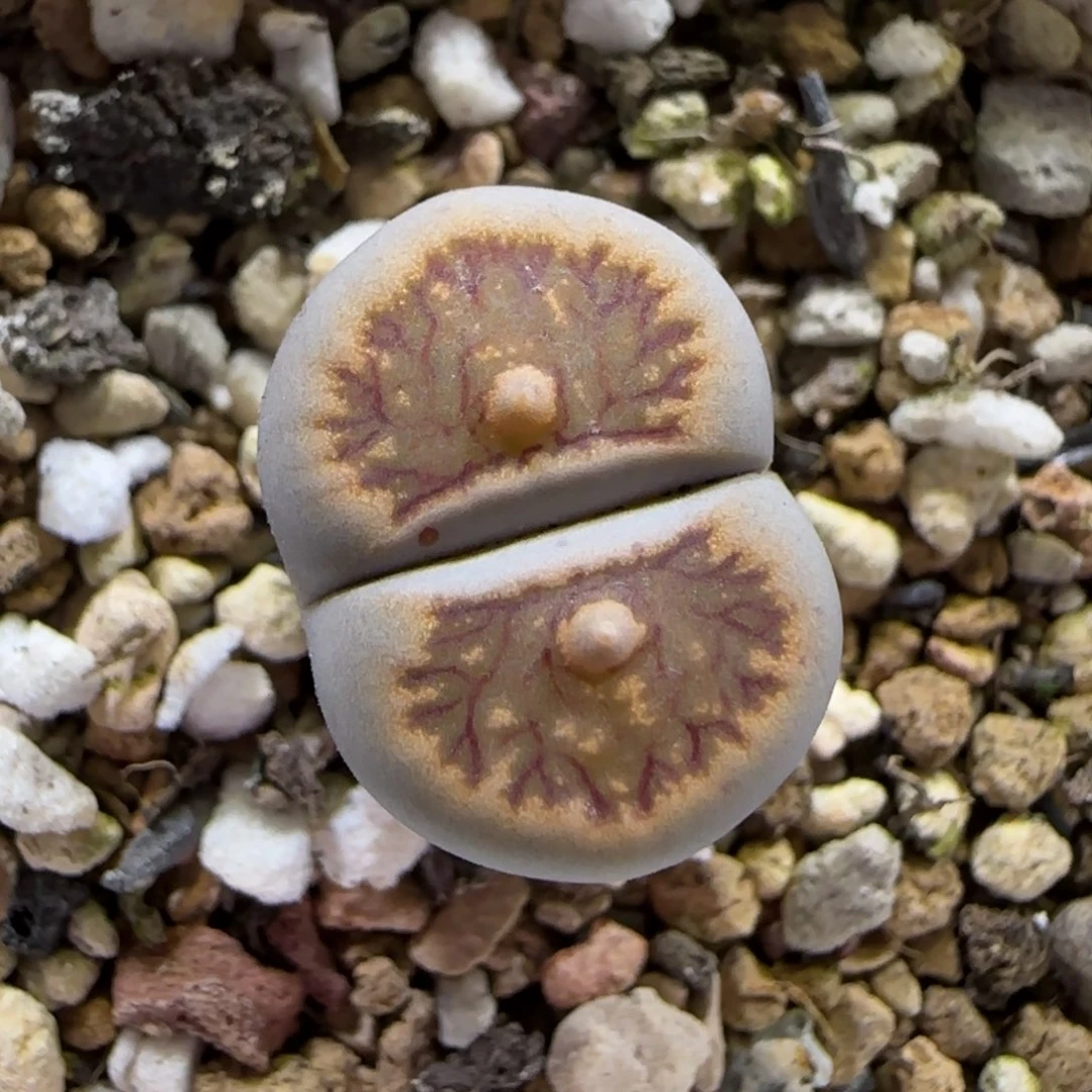 12.5。爱萌多肉清货。 菊。 2052