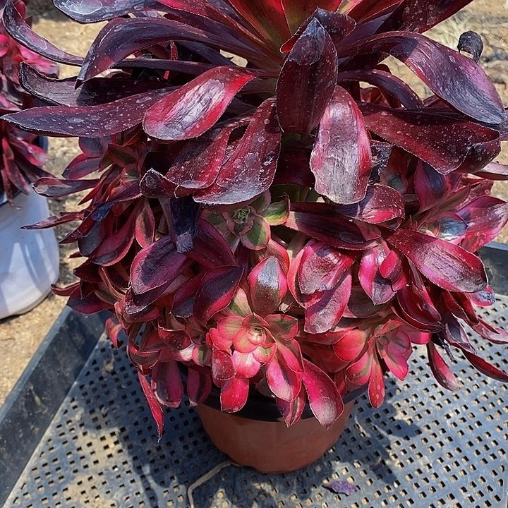 多肉巫毒超白大群559多肉