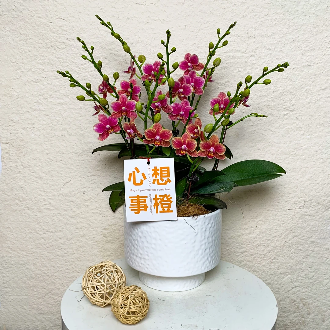 【金蝶】名品蝴蝶兰 鲜花 经典花色 丰花耐养型 花期长