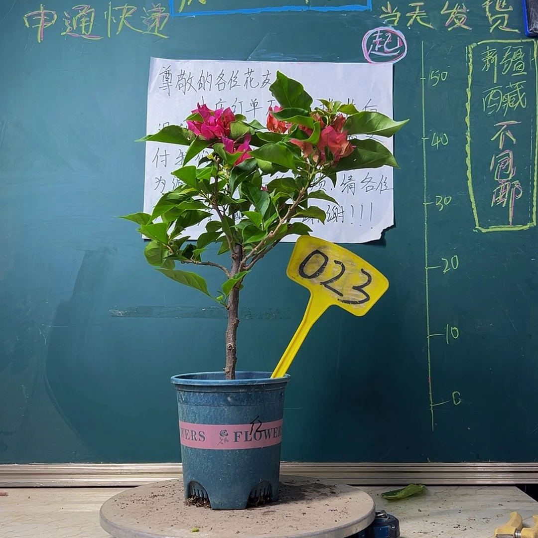 当前无花栽培后可以开花比芭红023