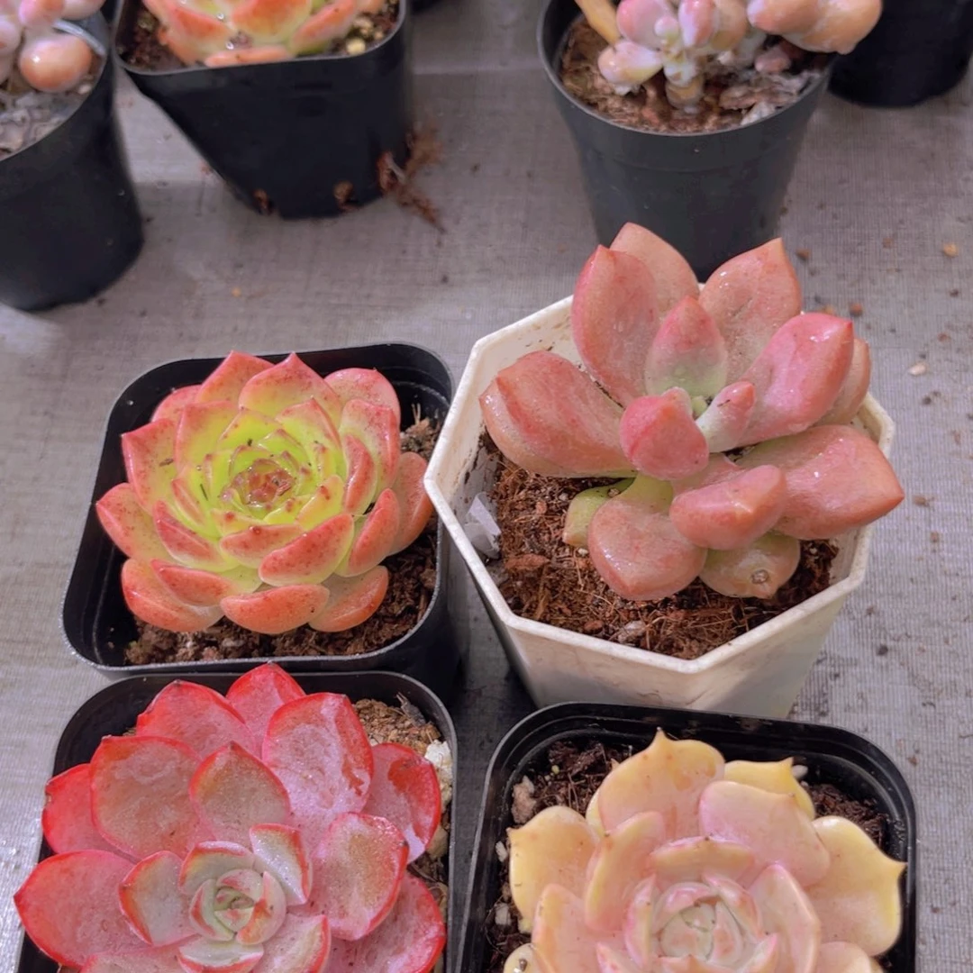 粉恋。赫拉。露娜莲。桃花源