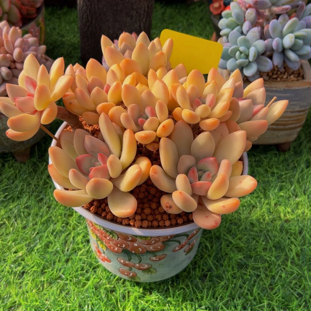 ?**?桃花岛小老桩多肉