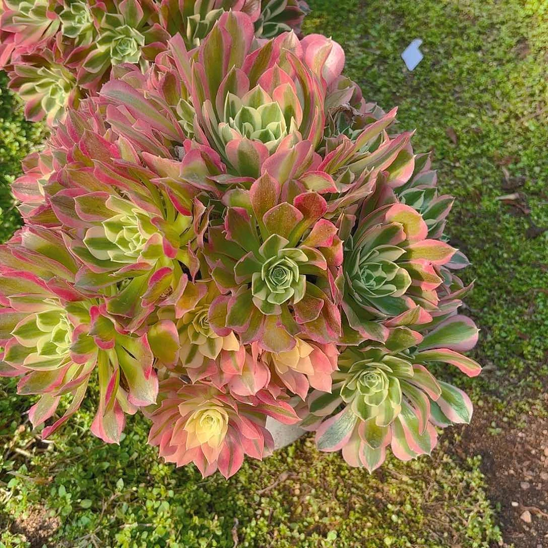 雨花石老庄多肉植物