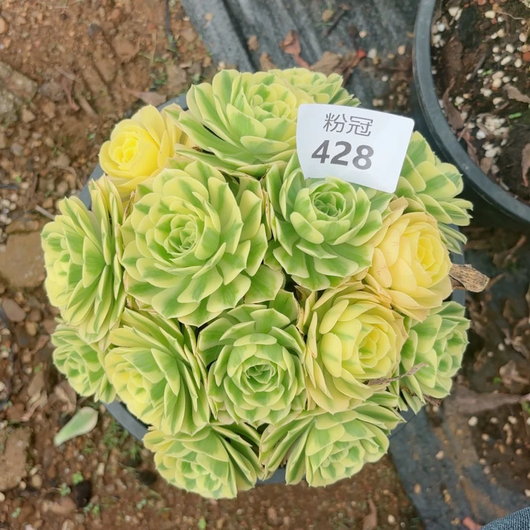 428 多肉植物法师锦