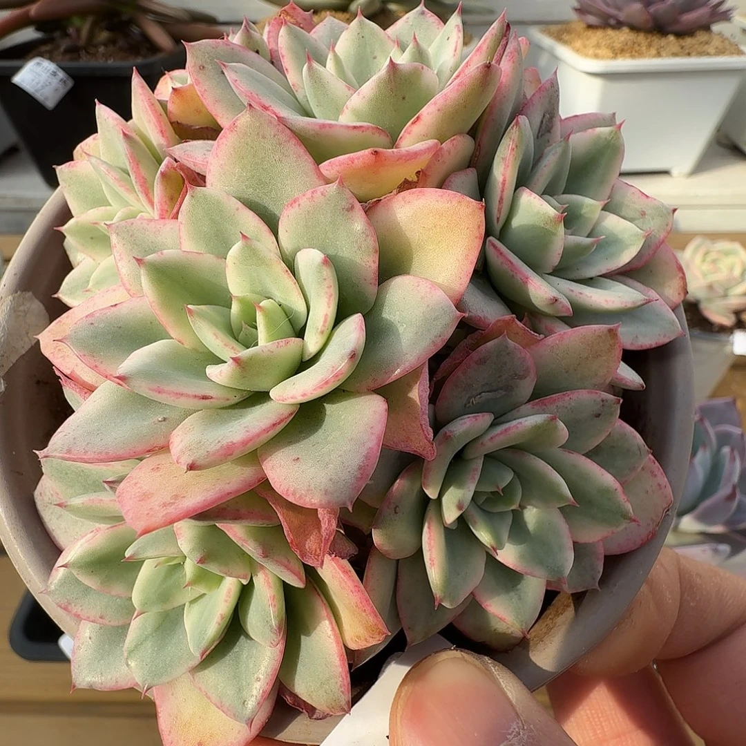 奶油黄桃锦1111126-85