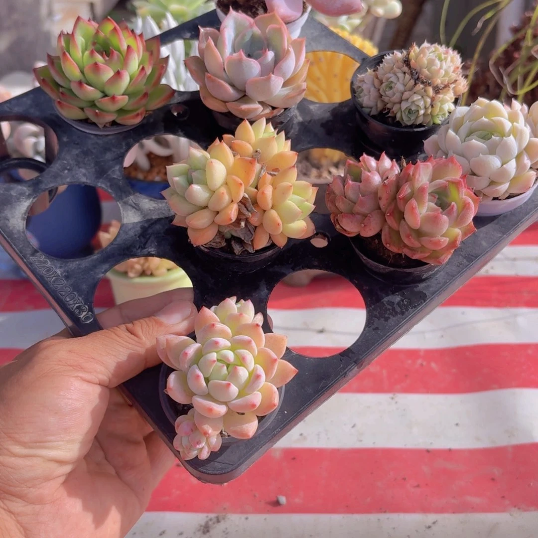 框拍一物一拍编号586