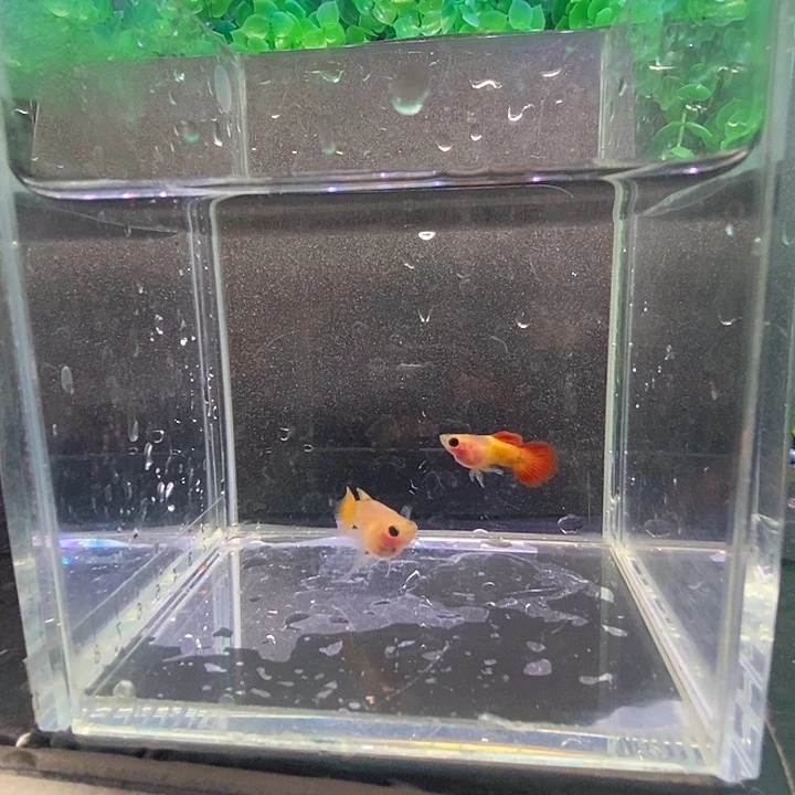 ****云孔雀鱼皇家落日球c一对