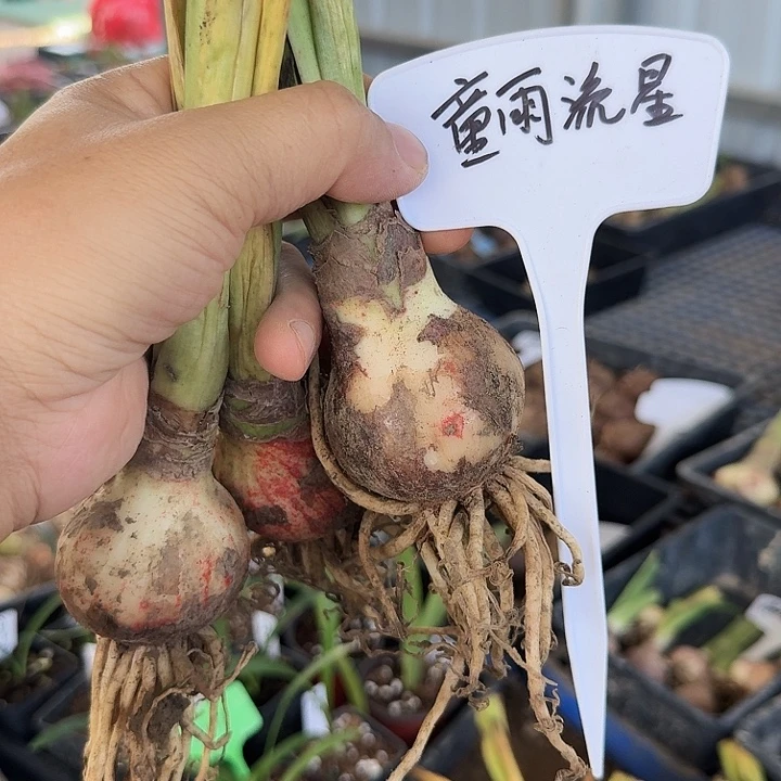 童雨流星朱顶红一棵5.0