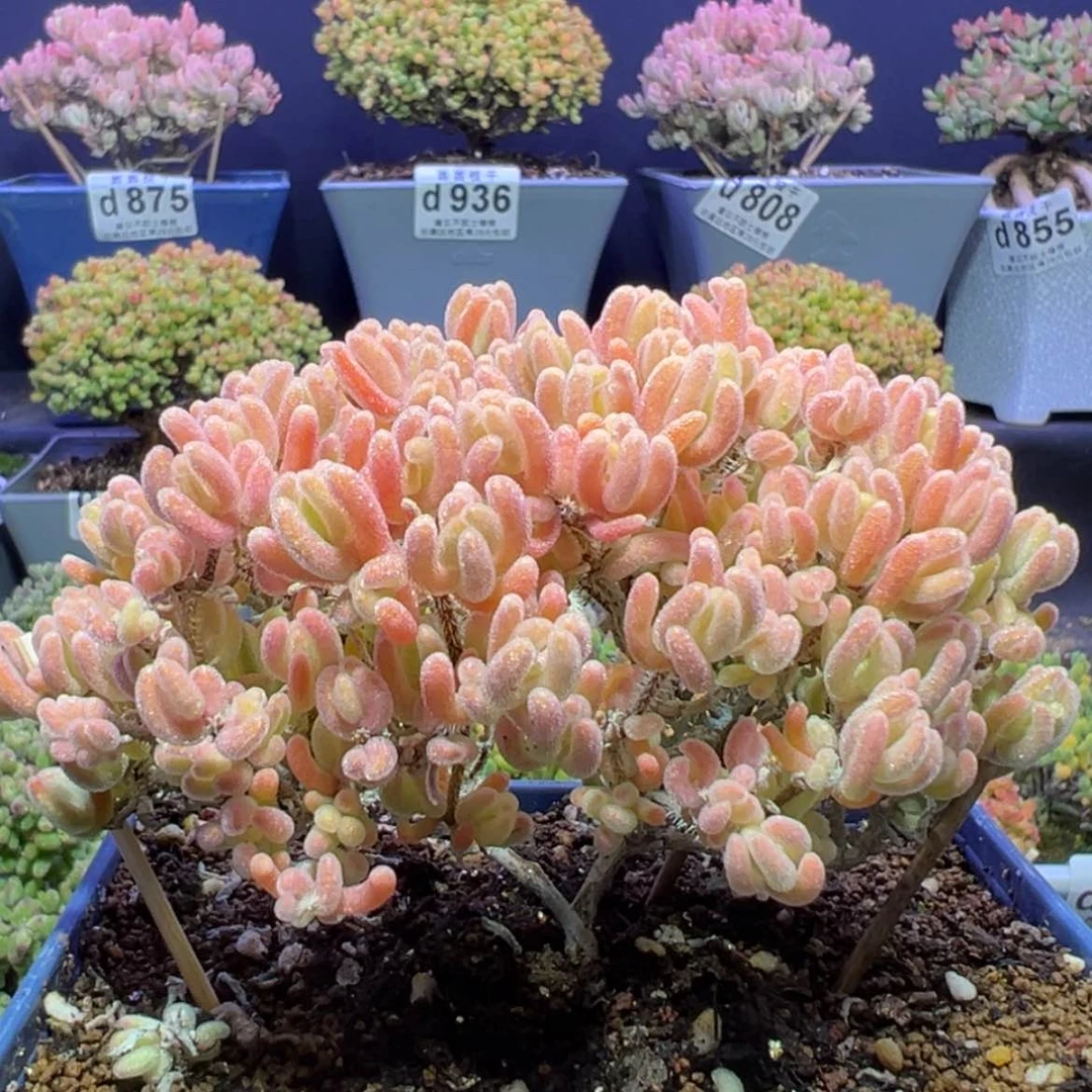 【闪购商品】d937老桩双叉橙叶锦枝干番杏