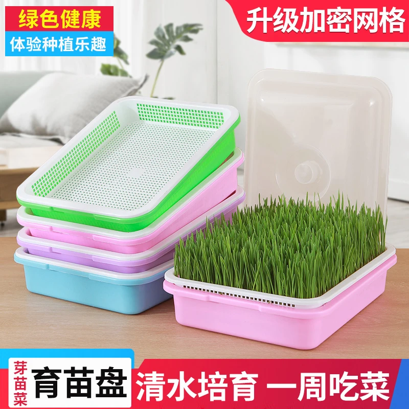 芽苗菜育苗盘种花盆带盖保湿加密网格蔬菜豆芽菜种植多色保温盘