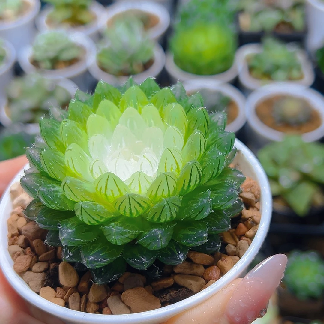 宝莲灯玉露多肉多肉多肉