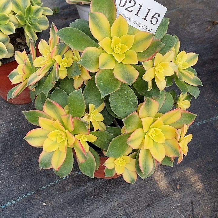 2116艳日辉多肉有断枝