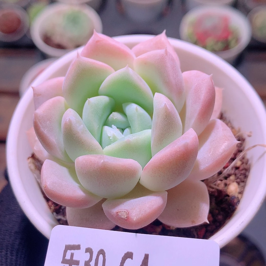 乐然30-64 奶糖单头