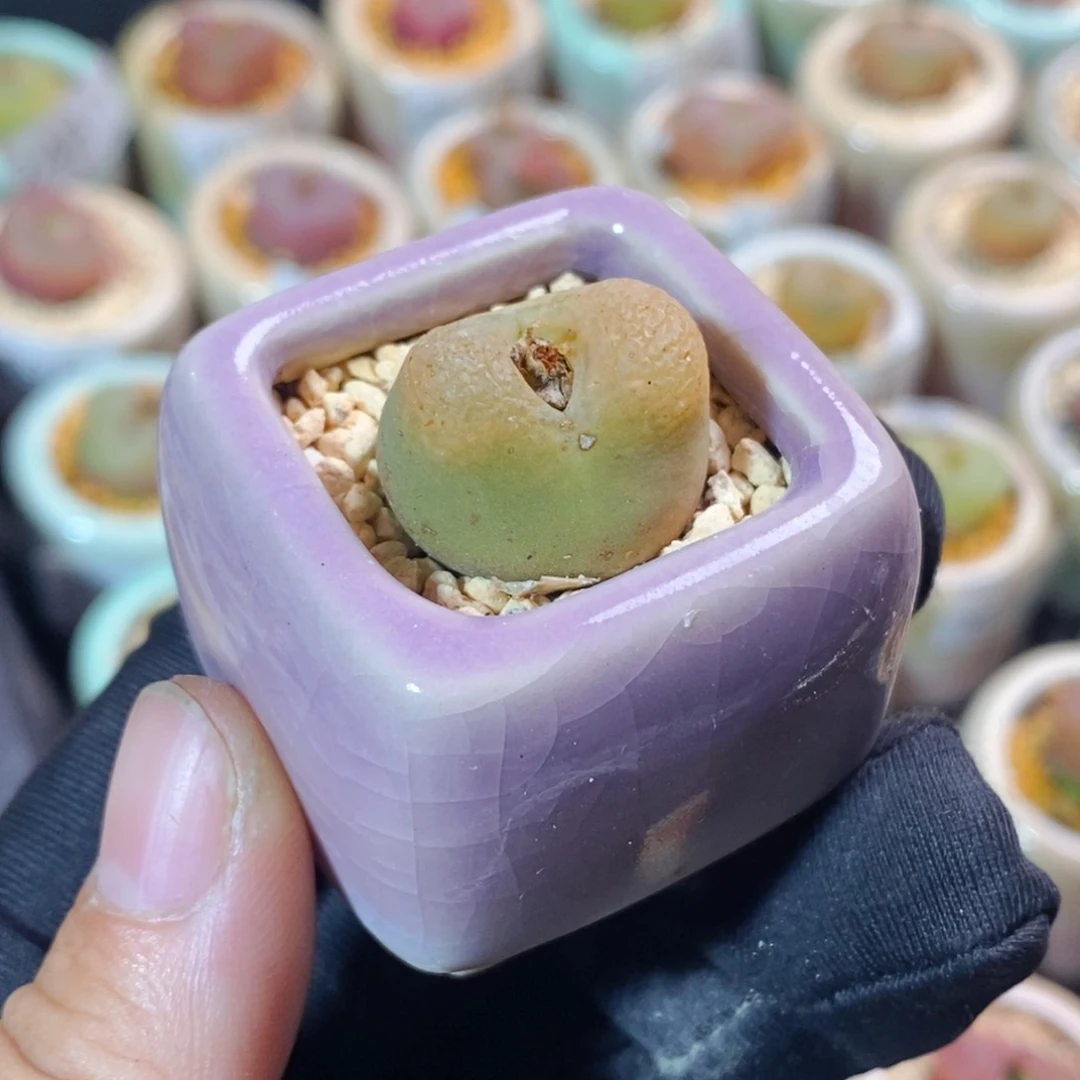 2581--一物一拍 带盆