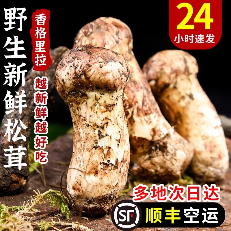 云南野生菌新鲜松茸美味山珍菌菇刺身煲汤炭烤顺丰空运冷链包邮