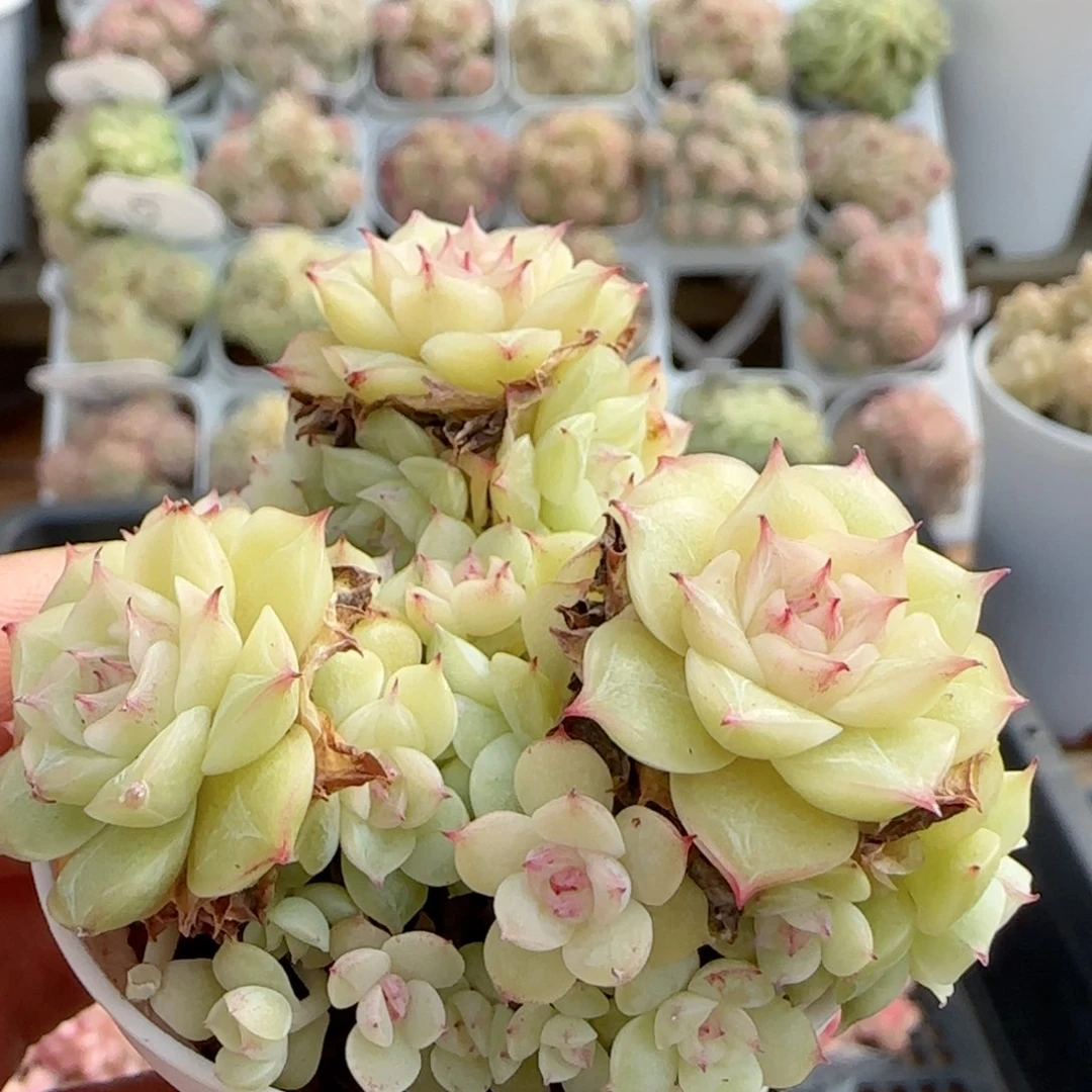 【闪购商品】0117-53