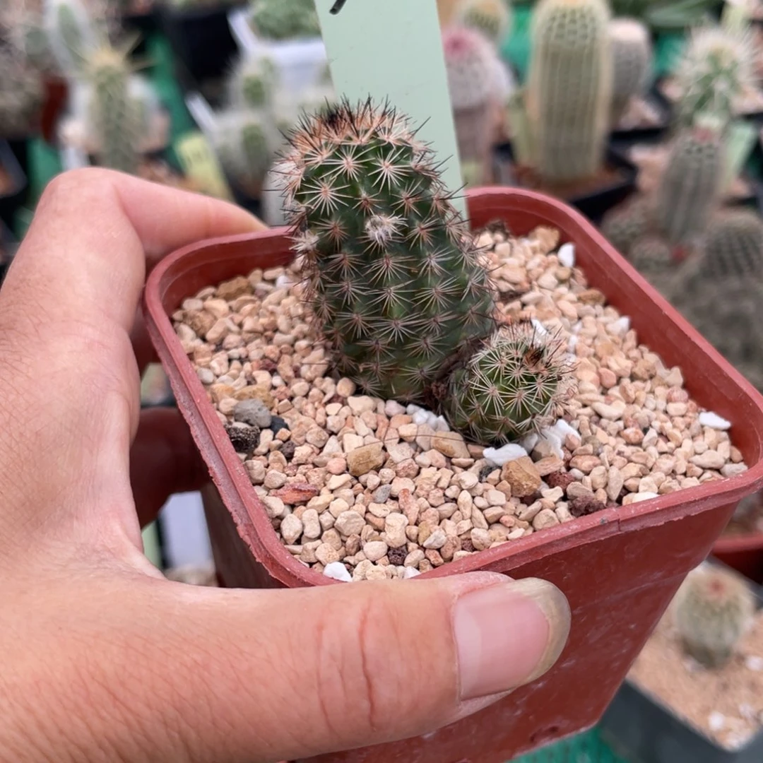 鹿角柱实生仙人球白花折墨