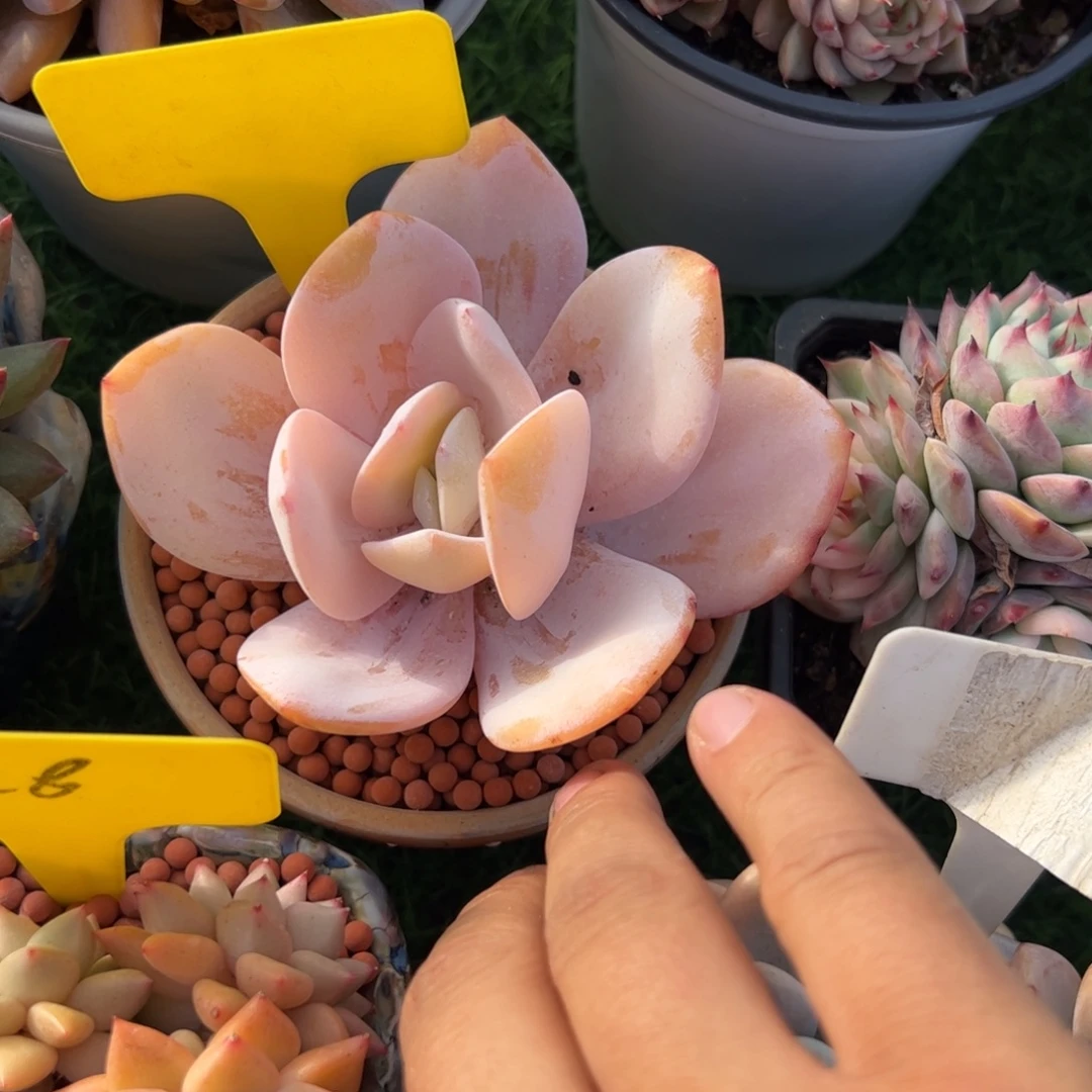 凤橙多肉植物保护